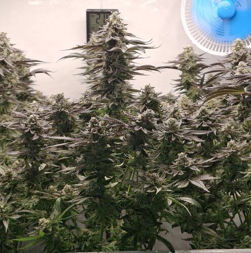 480696732_122168870348293599_2034836336597127418_n