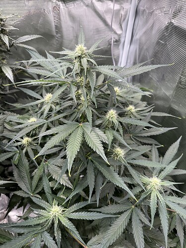 Growreport Bild 1