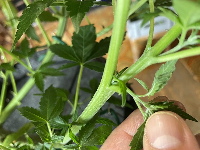 Nahaufnahme eines jungen Cannabis-Stammes mit mehreren Verzweigungen und kleinen Blättern, der von einer Hand gehalten wird.