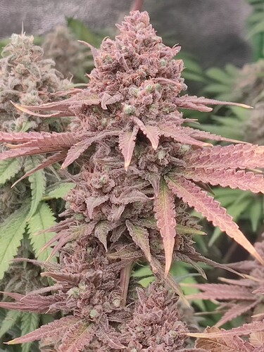 Growreport Bild 54