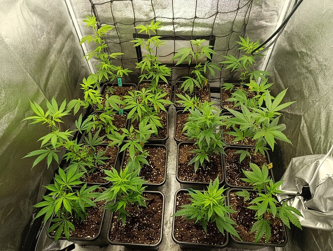 Growreport Bild 9