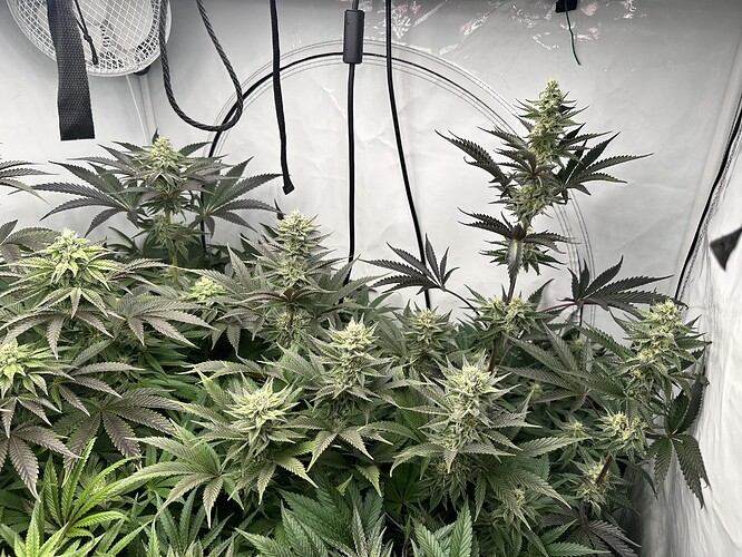 Growreport Bild 34