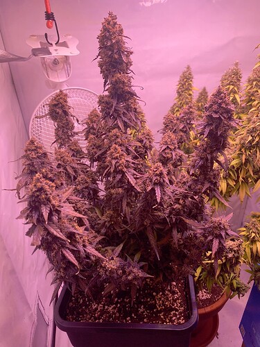 Growreport Bild 55