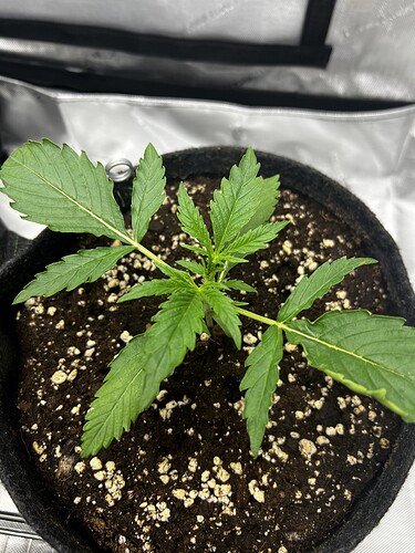 Growreport Bild 7