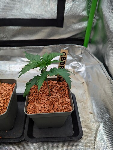 Growreport Bild 3