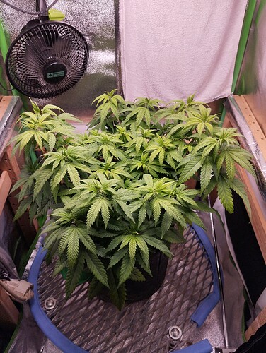 IMG_20241106_181249 - Kopie