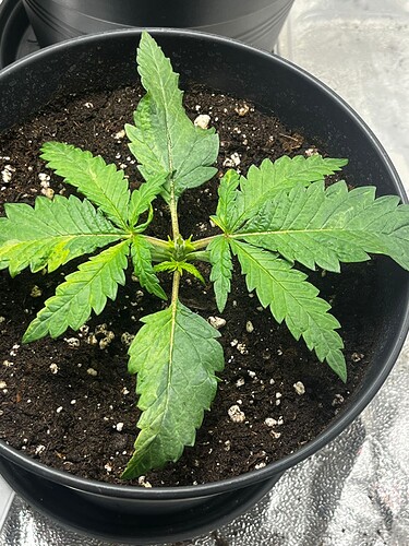 Growreport Bild 1