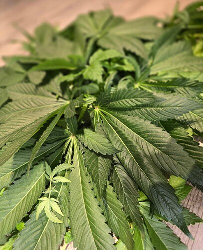 Growreport Bild 13