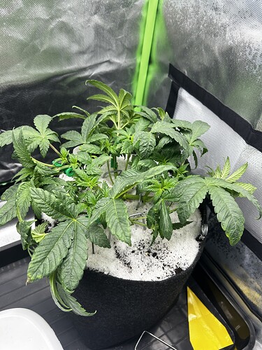 Growreport Bild 29