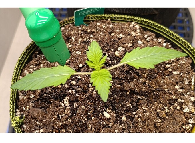 Growreport Bild 1