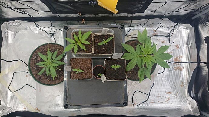 Growreport Bild 15