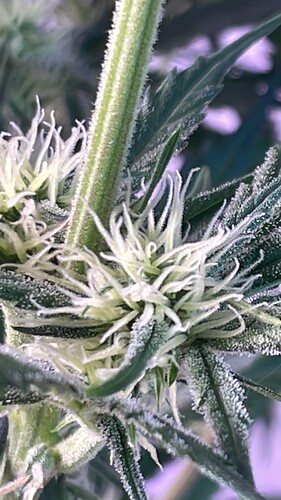 Growreport Bild 7