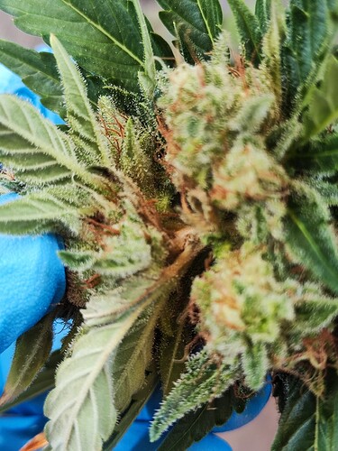 Growreport Bild 8