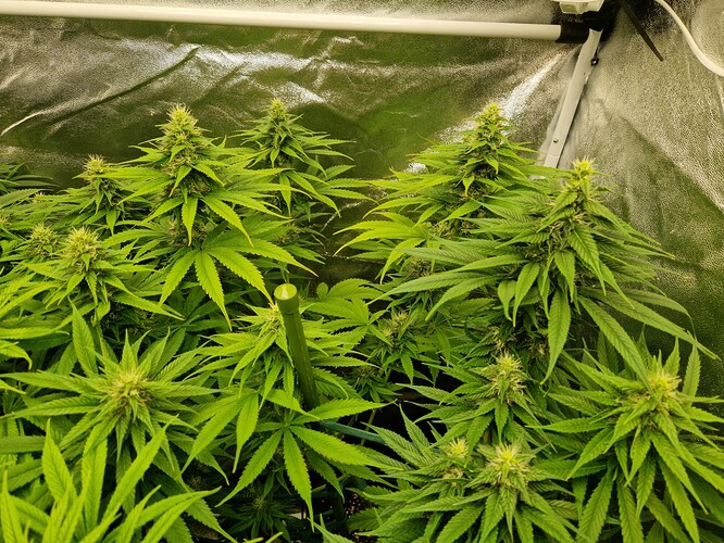 Growreport Bild 6