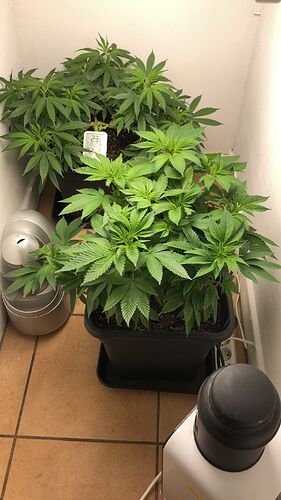 Growreport Bild 3