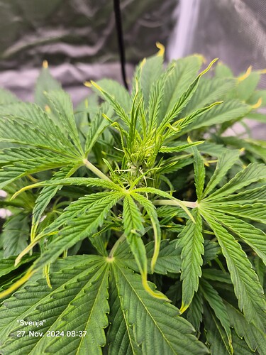 Growreport Bild 3