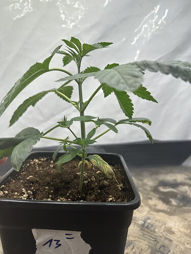 Growreport Bild 29
