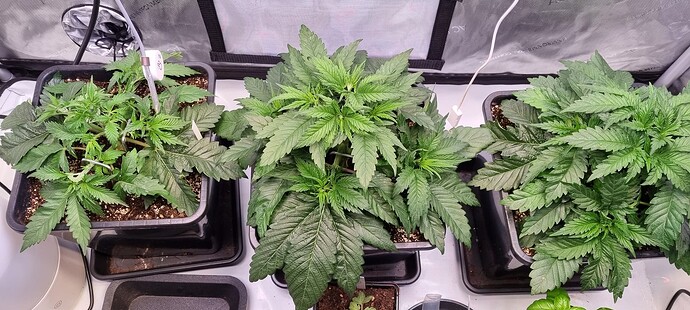 Growreport Bild 15