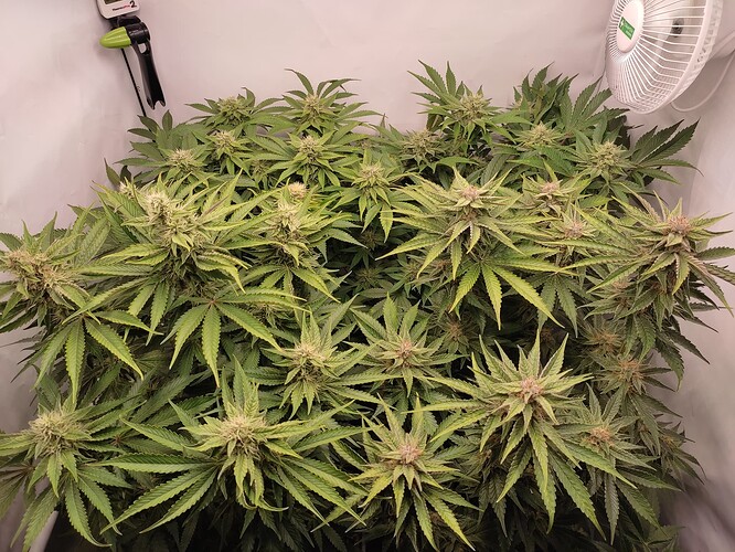 Growreport Bild 27