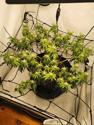 Growreport Bild 6