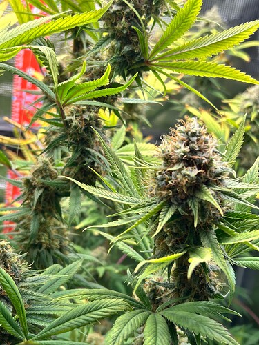 Growreport Bild 26