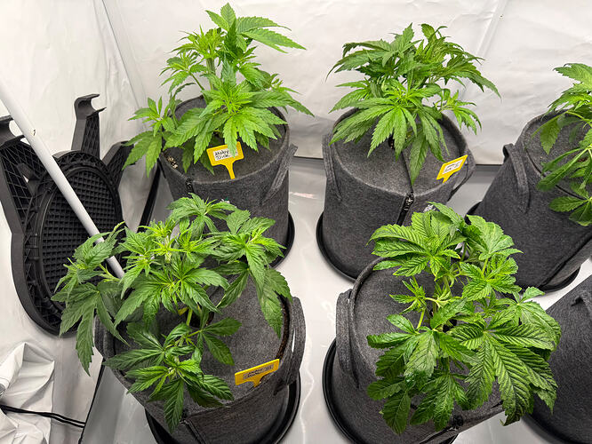 Growreport Bild 31