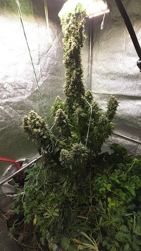 Growreport Bild 13