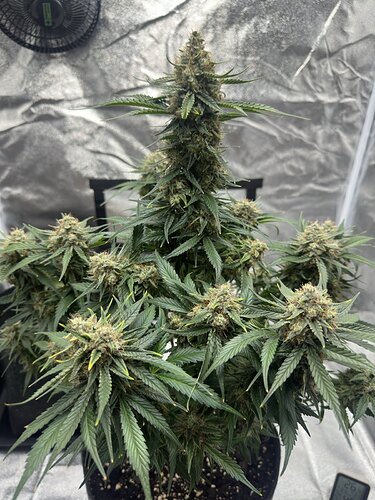 signal-2024-08-23-210358_002