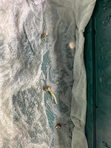 Growreport Bild 35