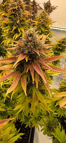 Growreport Bild 16
