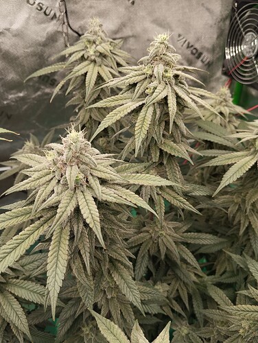 Growreport Bild 5