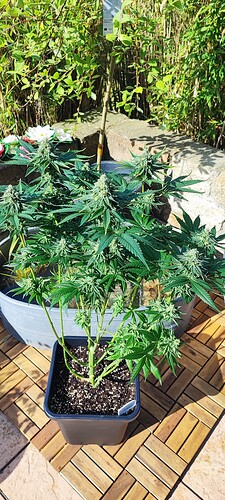 Growreport Bild 2