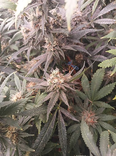 Growreport Bild 44