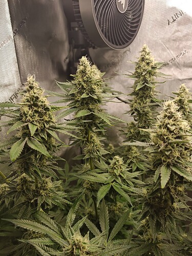 Growreport Bild 1