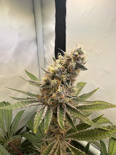 Growreport Bild 5