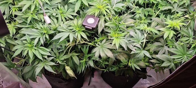 Growreport Bild 6