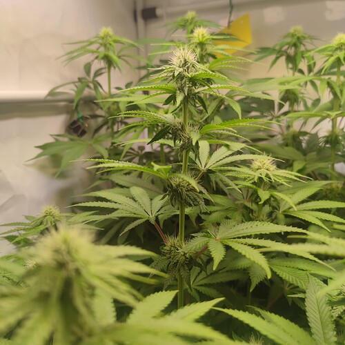 Growreport Bild 24