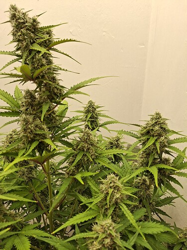 Growreport Bild 179