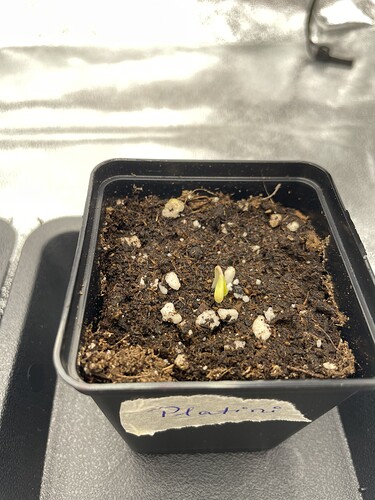 Growreport Bild 2