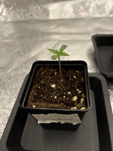Growreport Bild 5