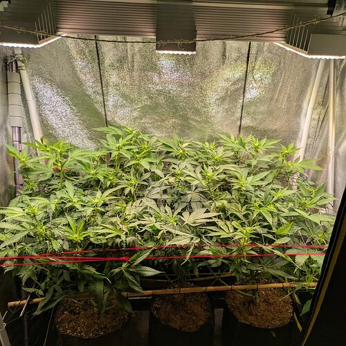 Growreport Bild 1