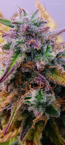 Screenshot_2025-02-10-09-03-22-97_965bbf4d18d205f782c6b8409c5773a4