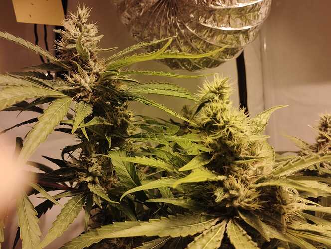 Growreport Bild 5