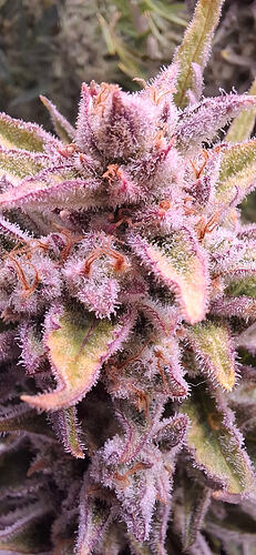 ak_auto_bt52