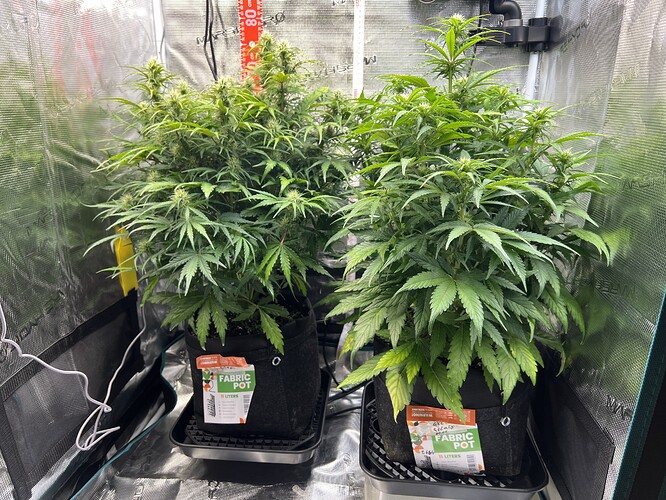 Growreport Bild 25