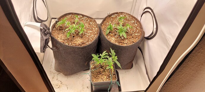 Growreport Bild 4