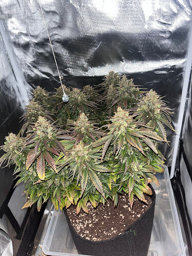 Growreport Bild 2