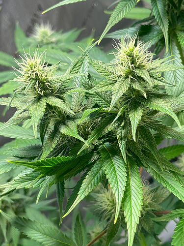 Growreport Bild 13