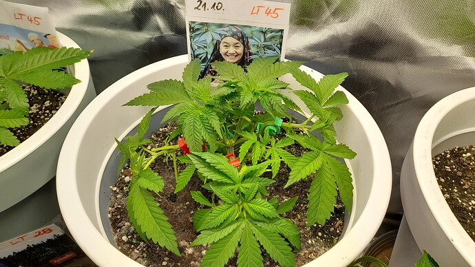 Growreport Bild 2