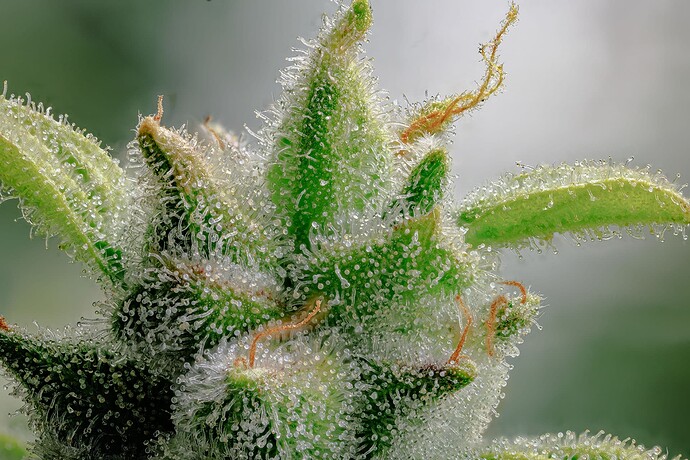 Growreport Bild 1